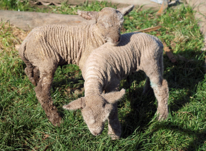 baby doll lamb cuddling together